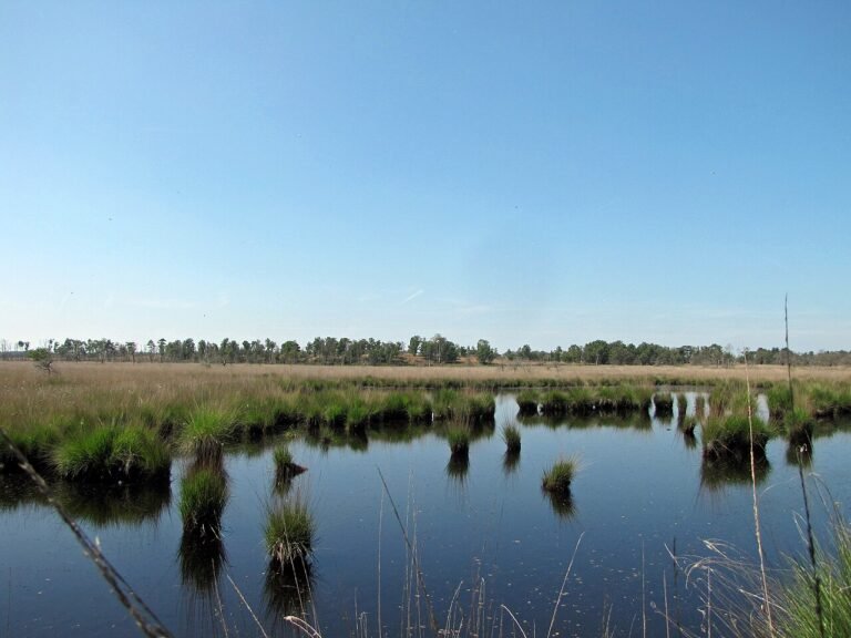 Kalmthoutse Heide
