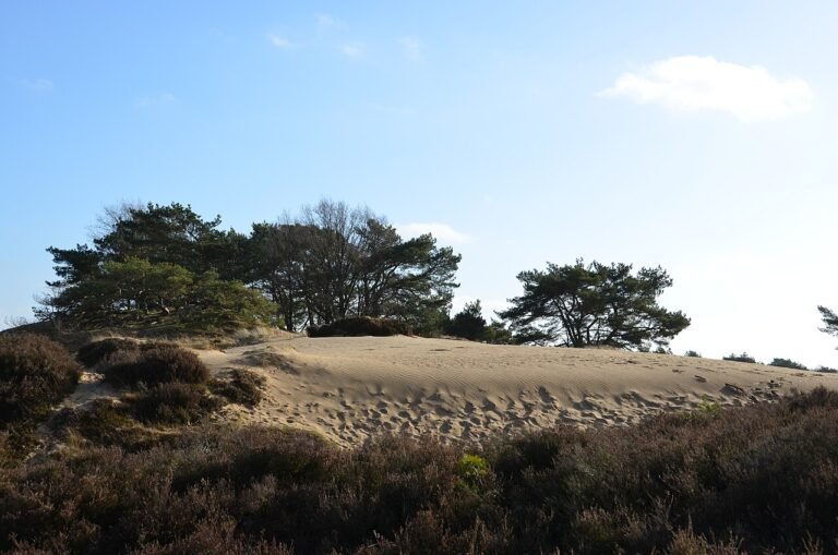 Appelscha Drents Friese Wold