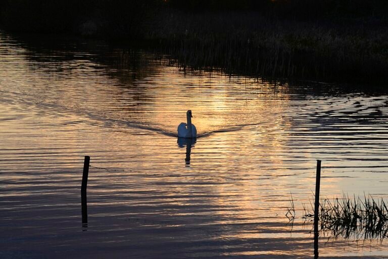 Grote Rietplas — hetero ontmoetingsplek in Emmen