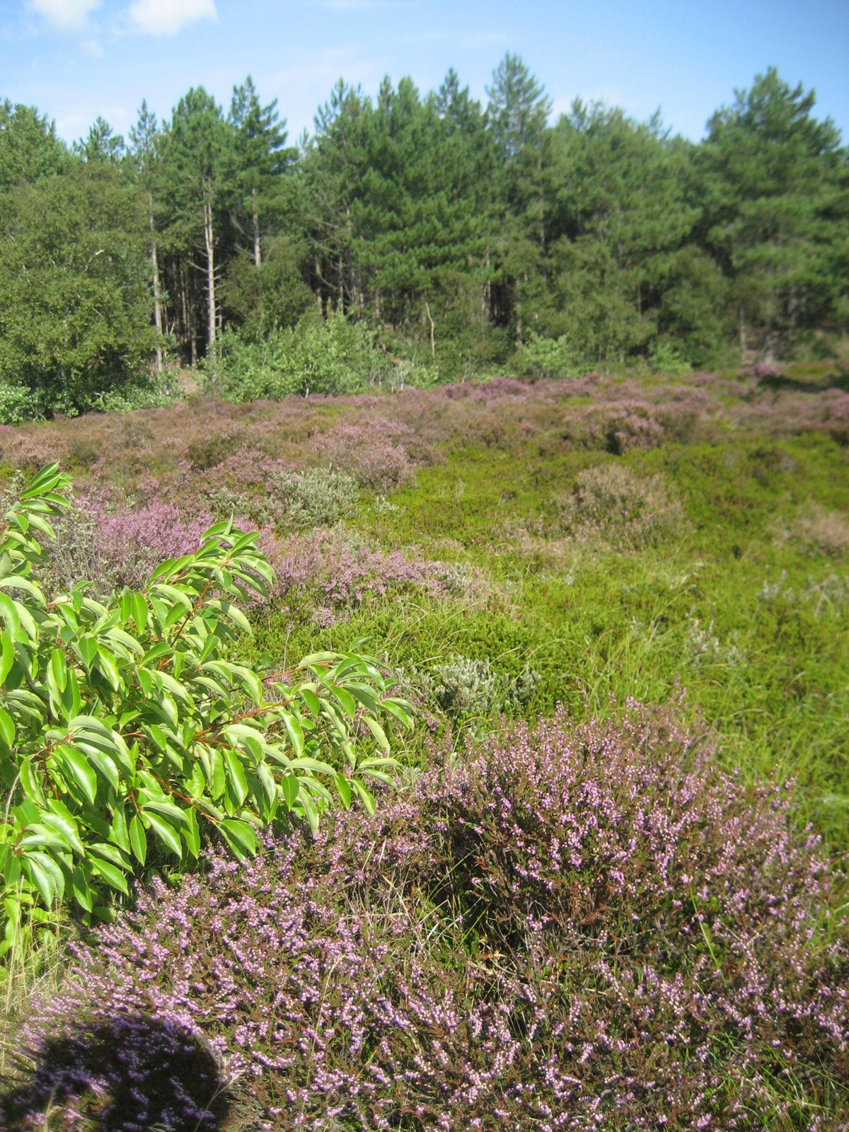 Noord Hollands Duinreservaat — hetero ontmoetingsplek in Overveen-Bloemendaal