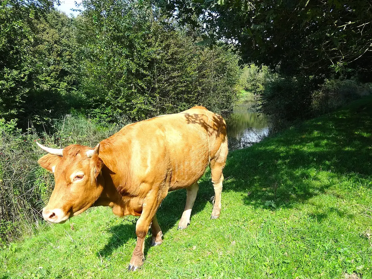 Hulkesteinse Bos — hetero ontmoetingsplek in Zeewolde