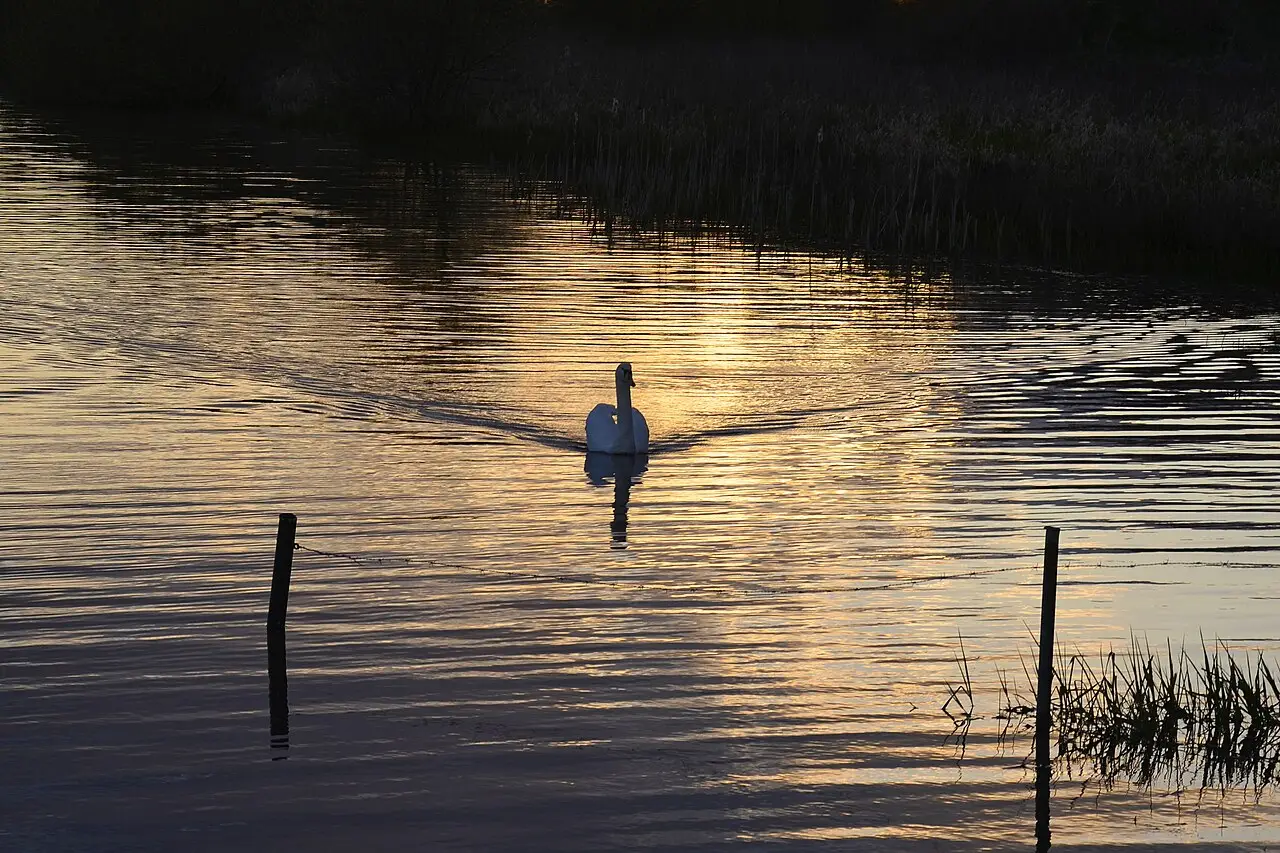 Grote Rietplas — hetero ontmoetingsplek in Emmen