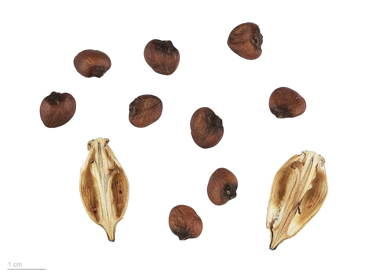 Acanthus — ?